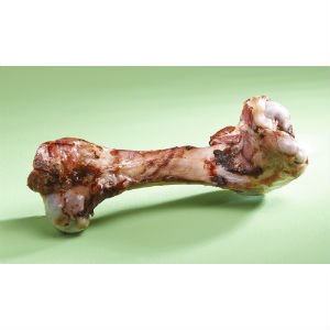 bone from a pig