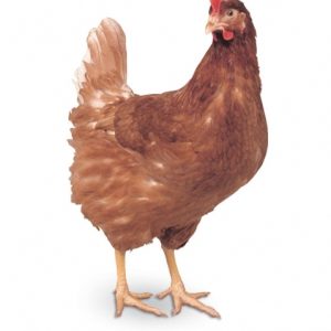 Point of Lay Hens